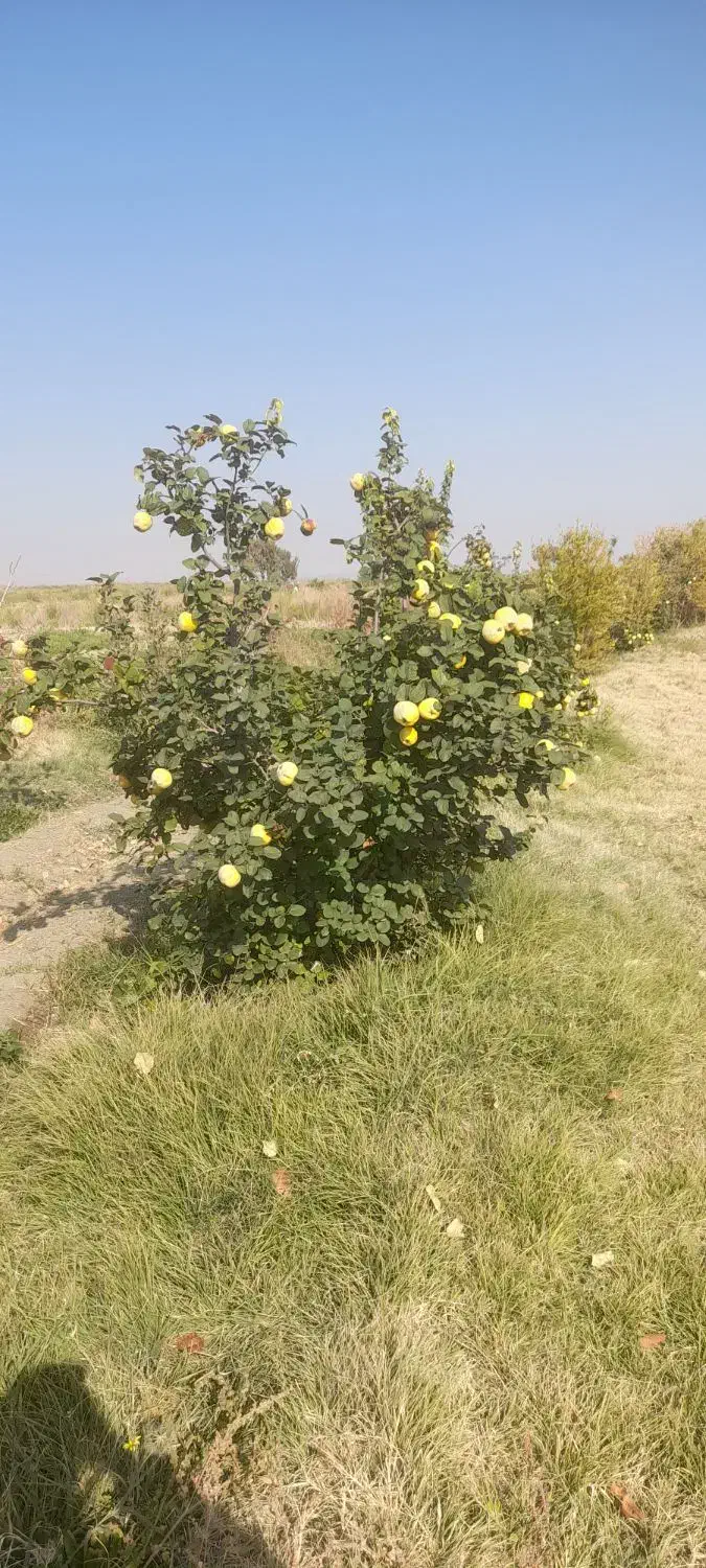 حیوا ترش به|خوردنی و آشامیدنی|انزل, |دیوار
