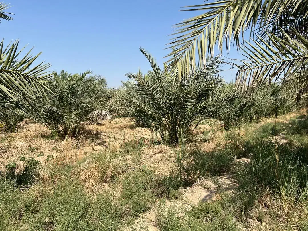 فروش انواع پاچوش نخل|خدمات باغبانی و درختکاری|لار, |دیوار