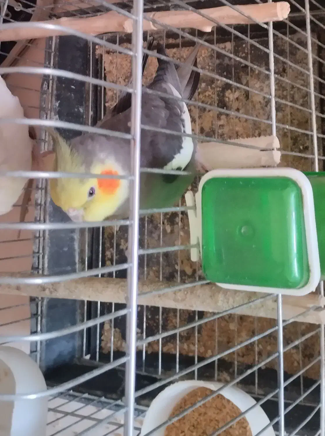 عروس هلندی مولد کار داده|پرنده|آبیک, |دیوار