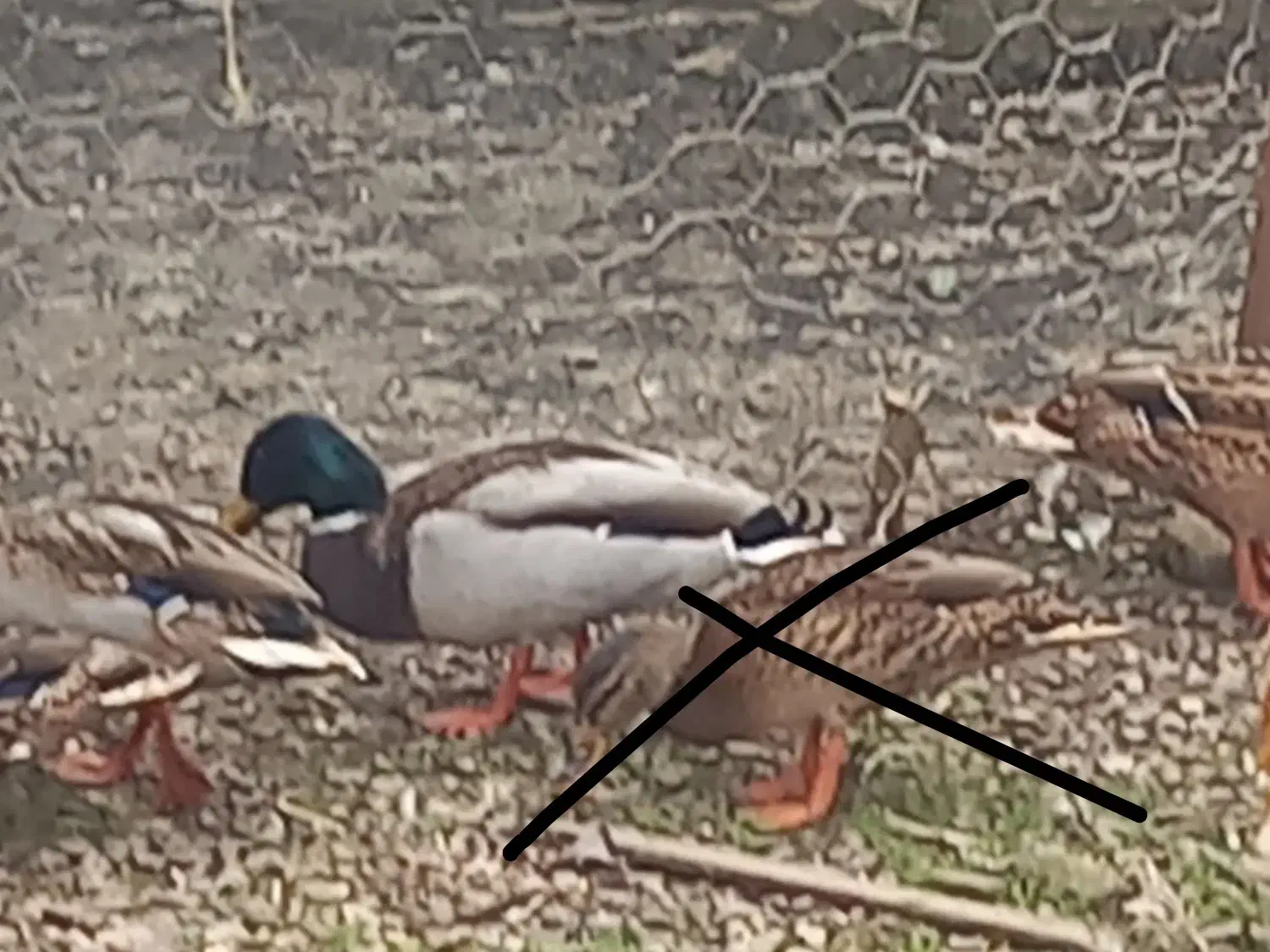 اردک مرغابی و غاز|حیوانات مزرعه|خمام, |دیوار