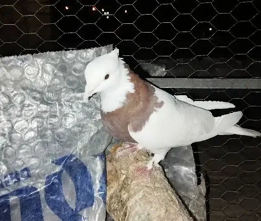 طوقی کلاهی وسیاه  رسمی معامله با قناری نر|پرنده|کرمان, |دیوار