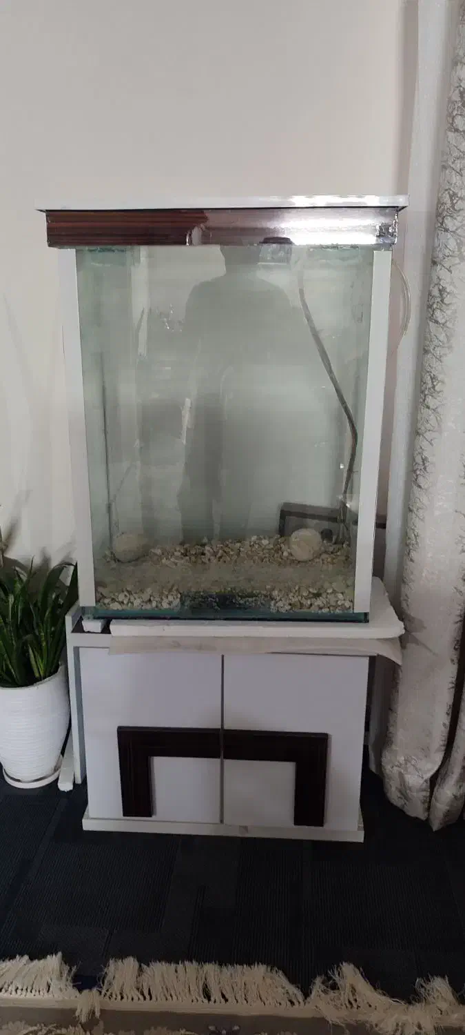 اکواریوم|ماهی|مهاجران, |دیوار