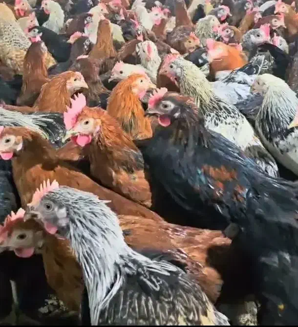 فروش مرغ و خروس محلی|حیوانات مزرعه|شیراز, قلعه نو|دیوار