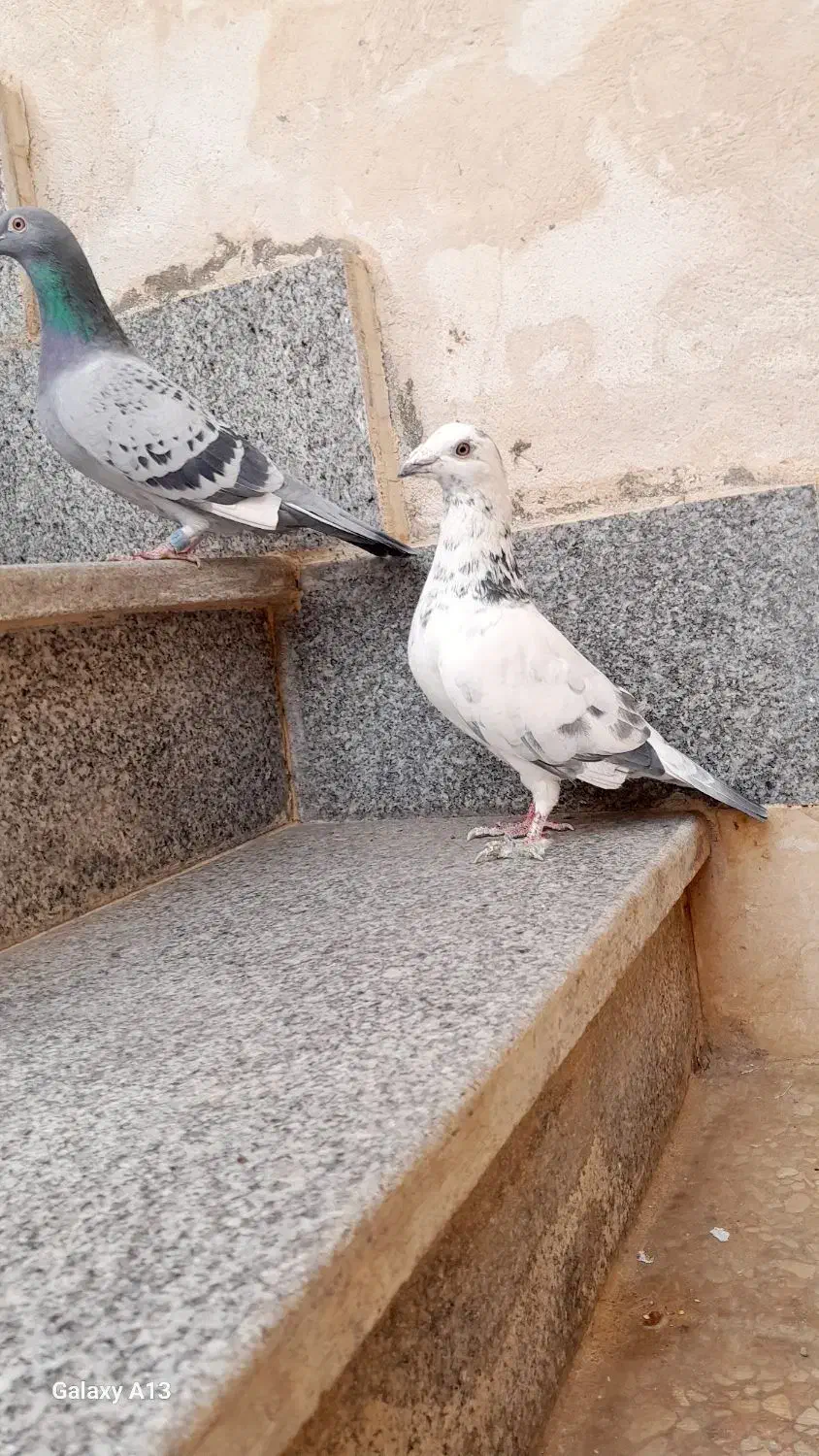 کفتر المانی مسافتی|پرنده|مشهد, انصار|دیوار