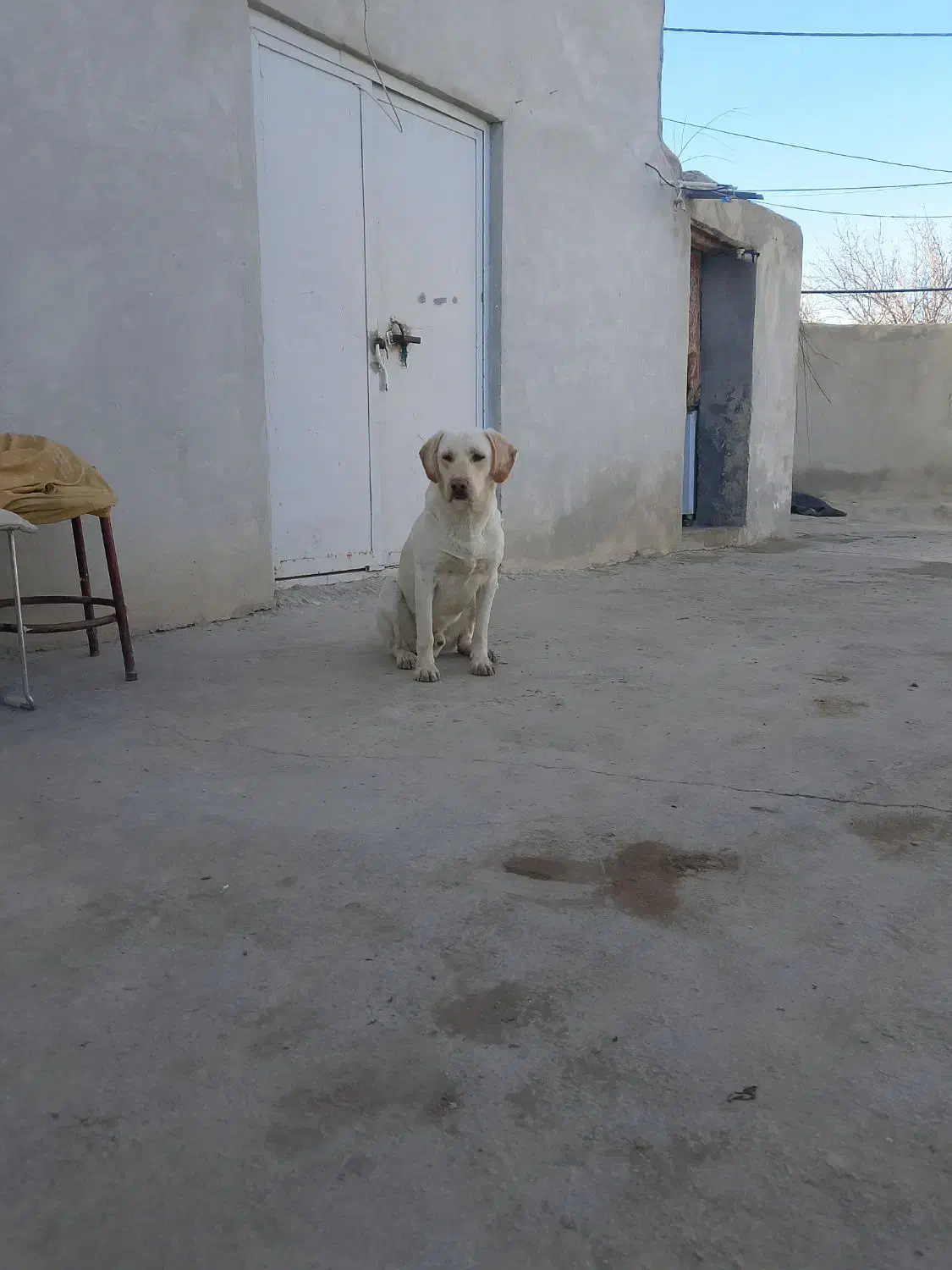 سگ تر تمیز|سگ|آشخانه, |دیوار