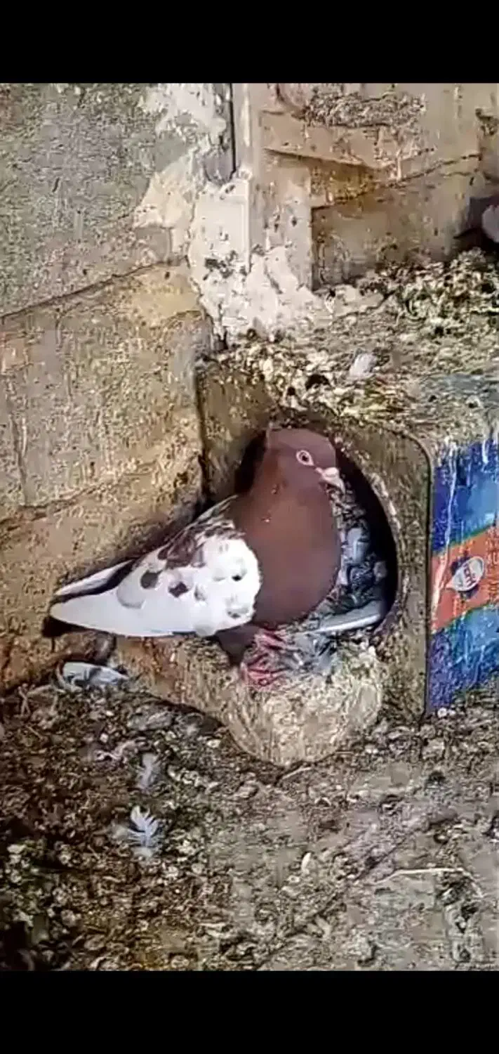 نر و ماده سینه تافته ای|پرنده|خرم بید, |دیوار