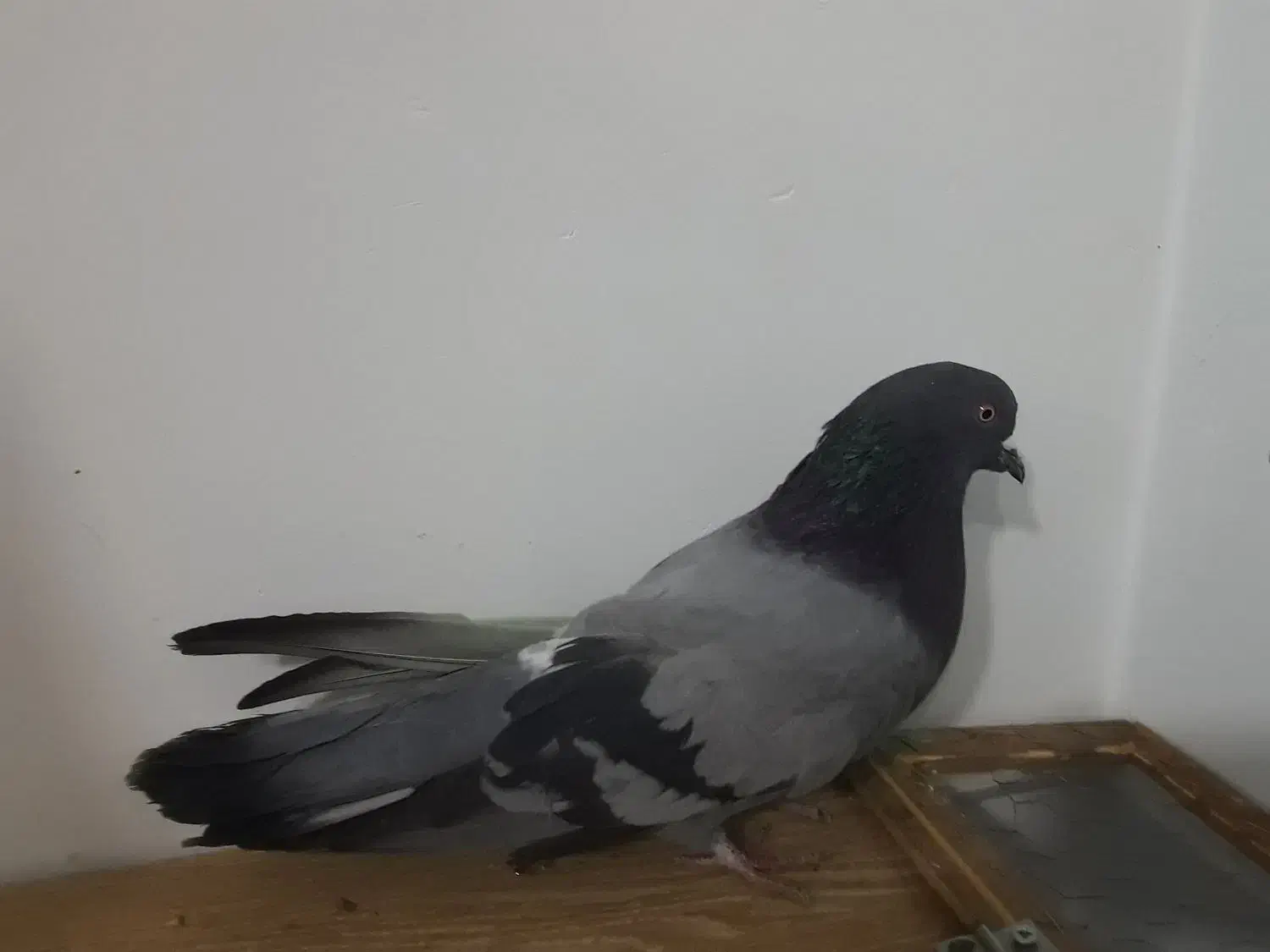 کفتر نر|پرنده|برخوار, |دیوار