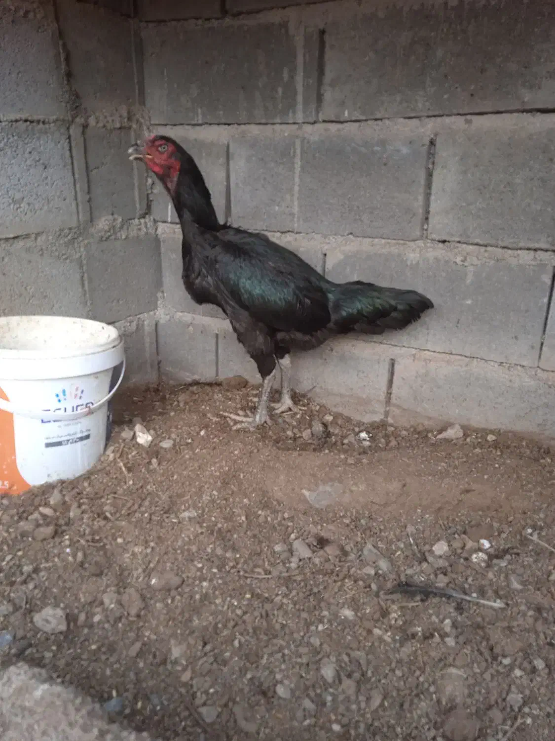 مرغ لاری افغان خالص|پرنده|رشتخوار, |دیوار