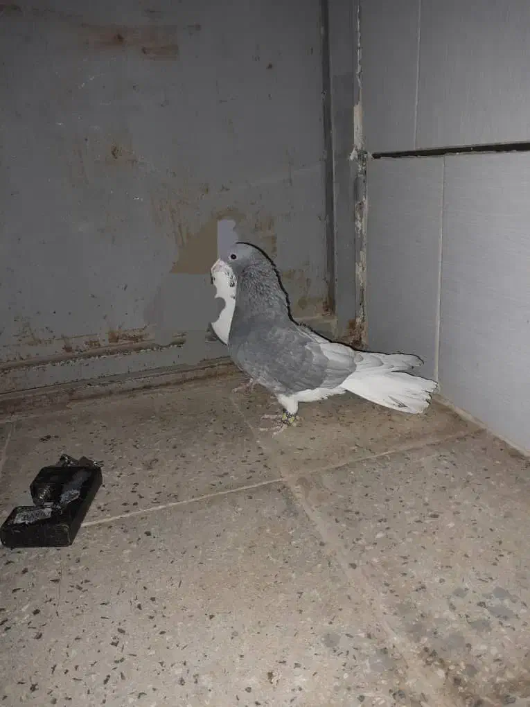 ک ب و ت ر|عمدهفروشی|آباده, |دیوار