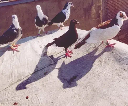 تعدادی کبوتر|پرنده|گنبد کاووس, |دیوار