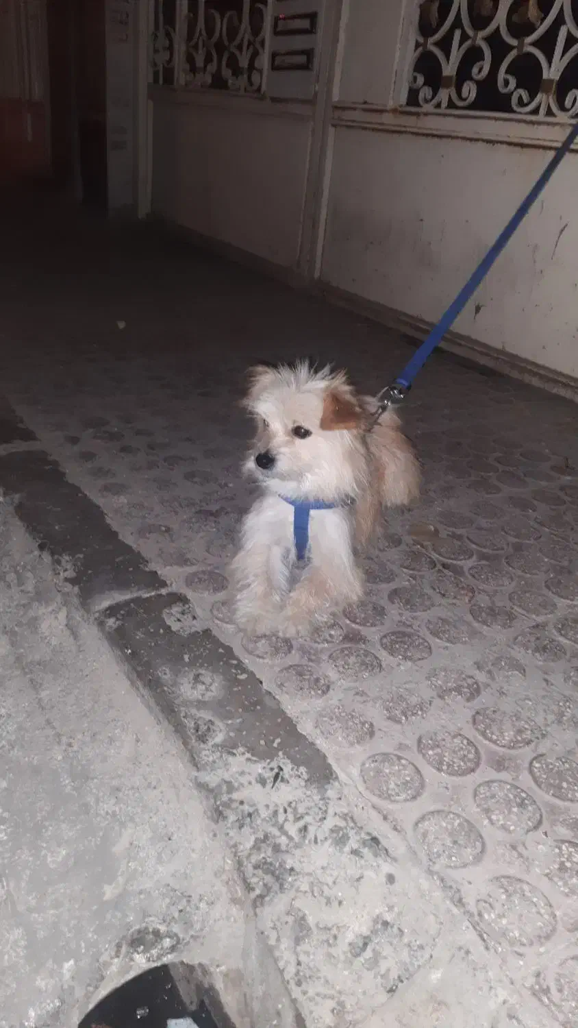 سگ پامریئن|سگ|ابهر, |دیوار