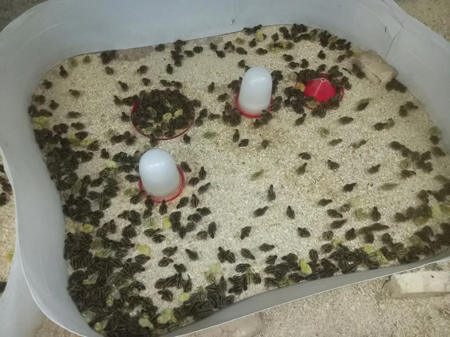 جوجه بلدرچین ۱۰ روزه از آب گل در امده|پرنده|شاهین‌شهر, گرگاب|دیوار