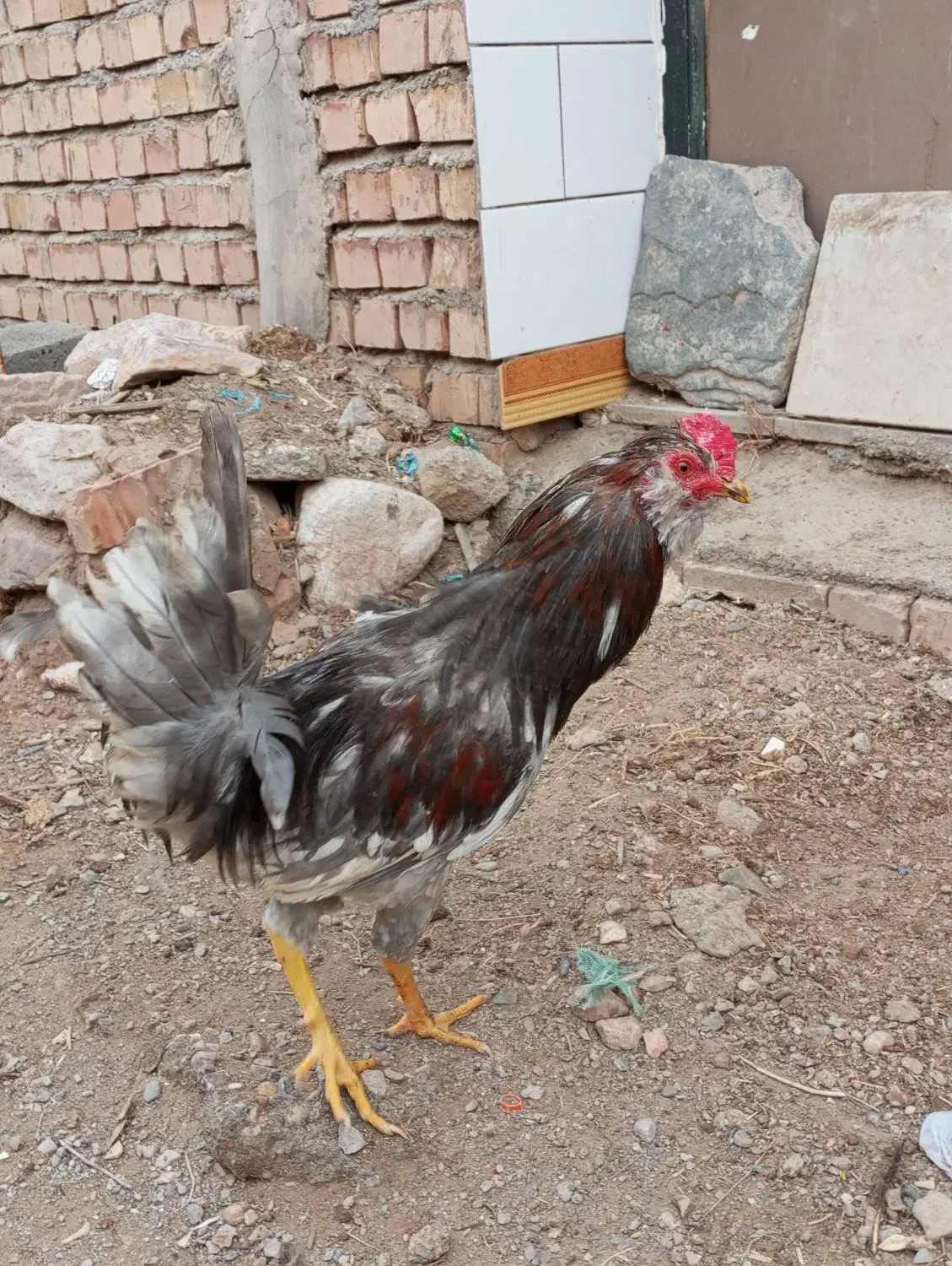 خروس گلین|حراج|یزدان شهر, |دیوار