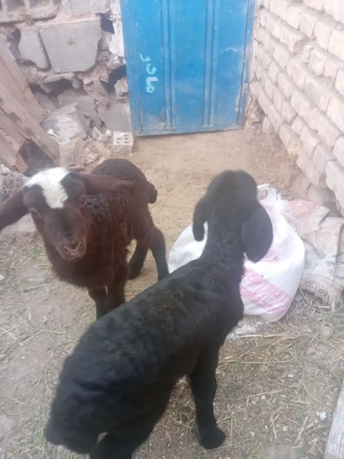 فروش بره شیری|حیوانات مزرعه|سمنان, |دیوار