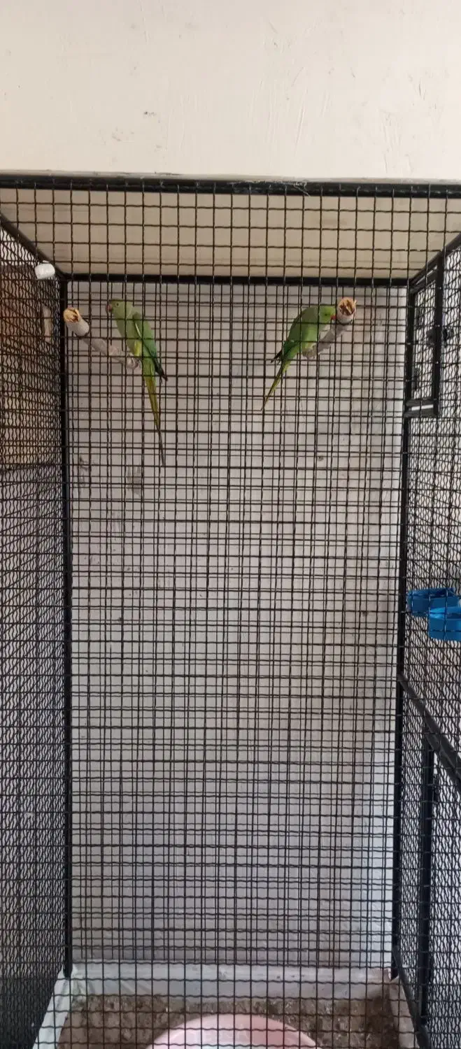 قفس بزرگ.|لوازم جانبی حیوانات|فسا, |دیوار