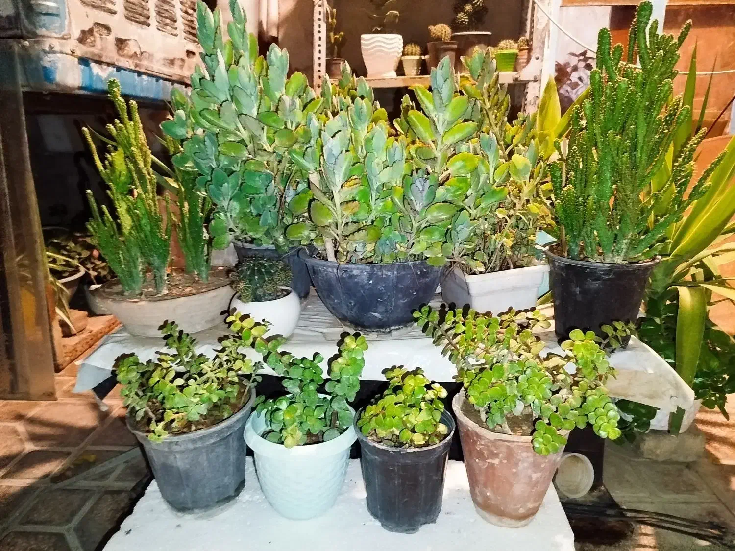 گلهای خانگی|گل و گیاه طبیعی|شیراز, گلکوب|دیوار