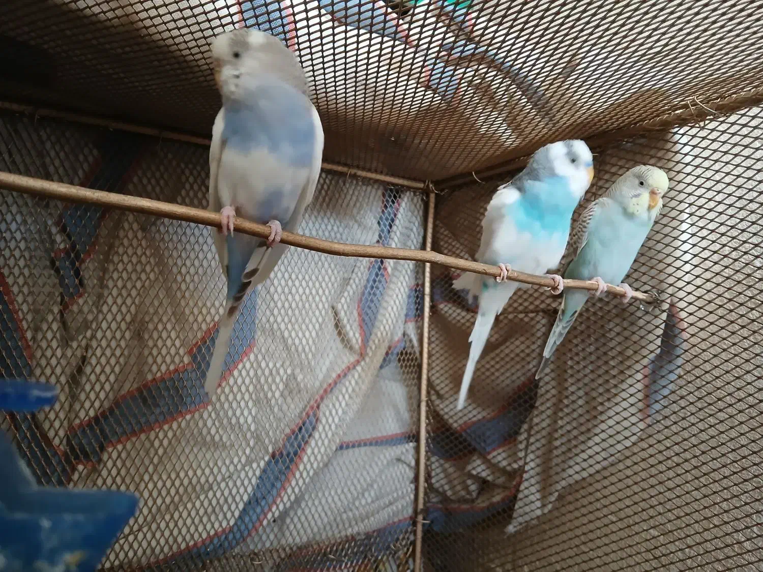 مرغ عشق|پرنده|داراب, |دیوار