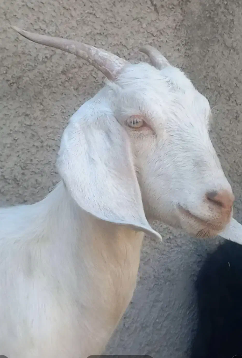 بزسانن|حیوانات مزرعه|پاکدشت, پاکدشت (مامازند)|دیوار