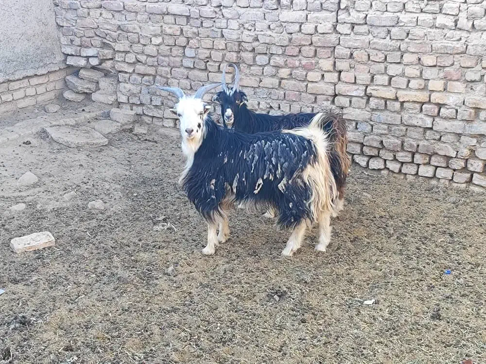 بزغاله نربزی خوشگل|حیوانات مزرعه|جوادآباد, |دیوار