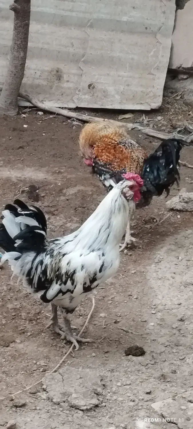 قوغاز،اوردک، مرغو خروس گلین|حیوانات مزرعه|کرج, اخگرآباد|دیوار