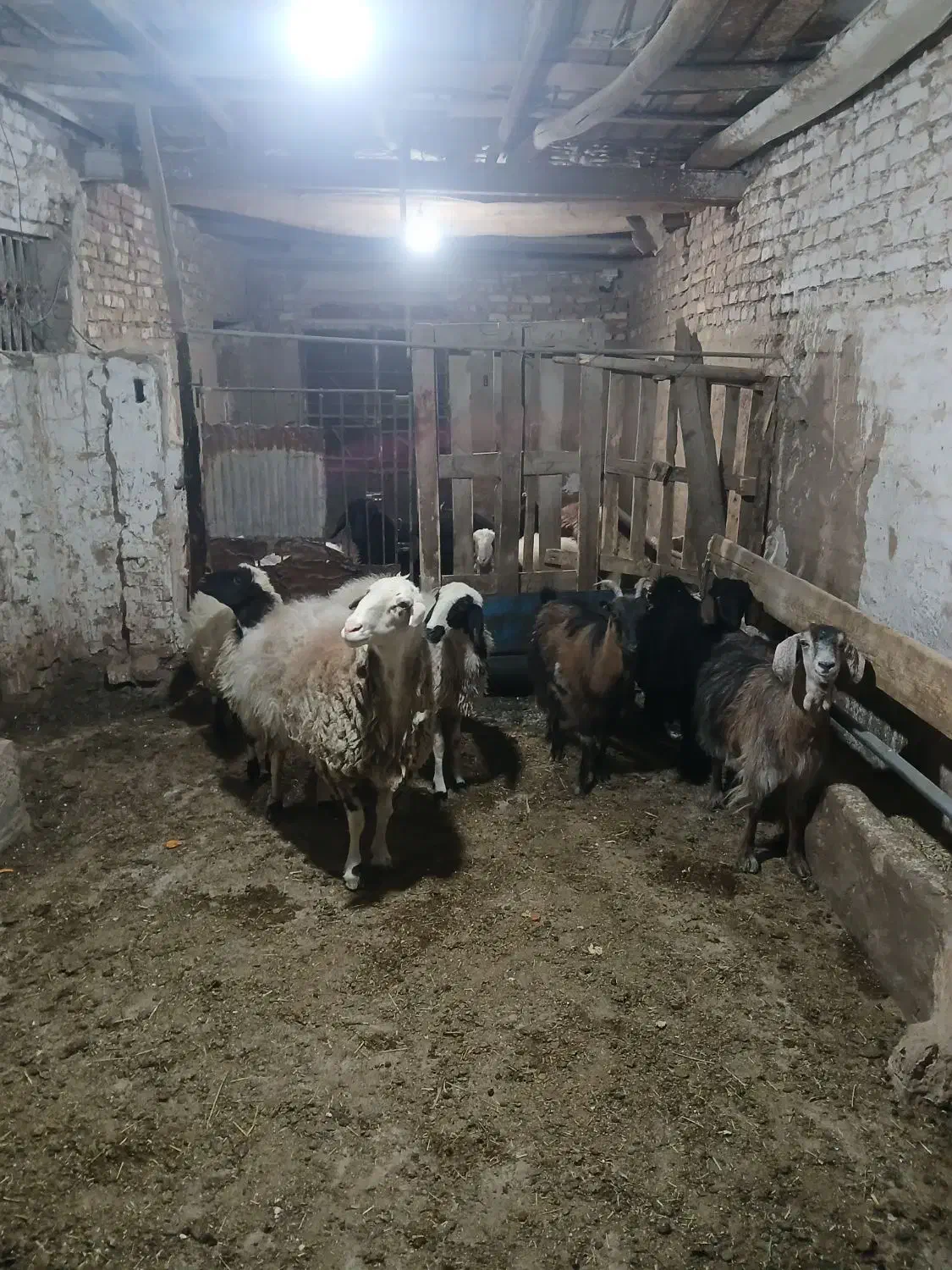 میش بره بز کره|حیوانات مزرعه|یزد, |دیوار