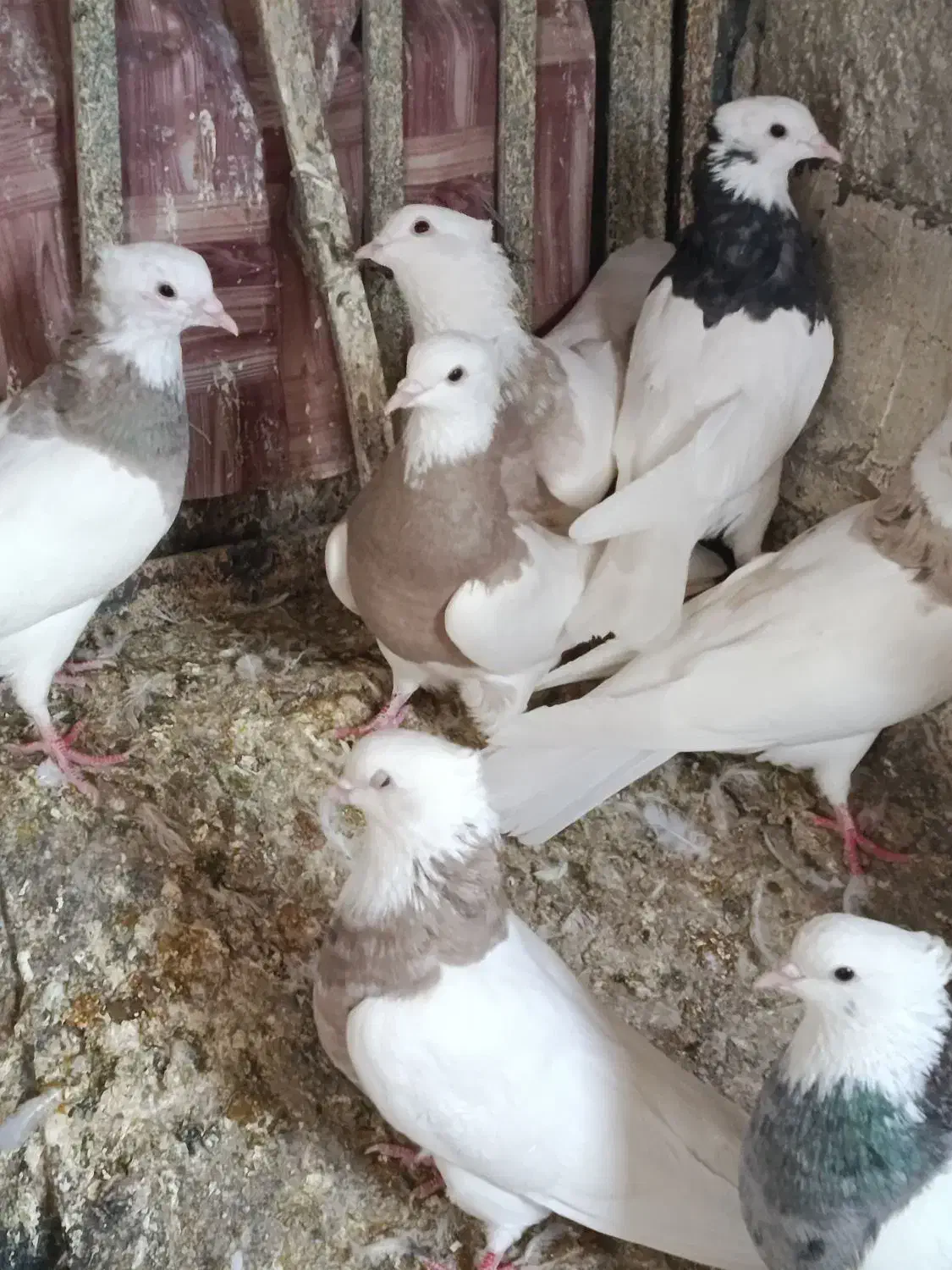 کبوتر طوقی|پرنده|سنندج, |دیوار