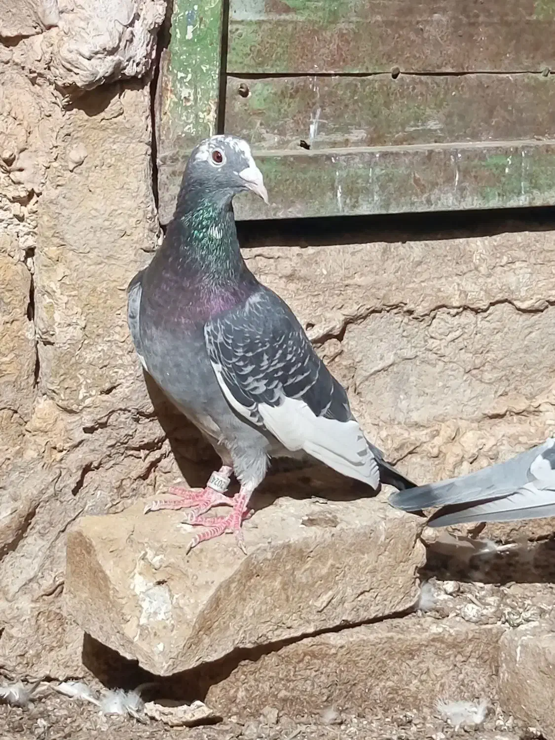 المانی|پرنده|تربت‌حیدریه, پائین ولایت|دیوار