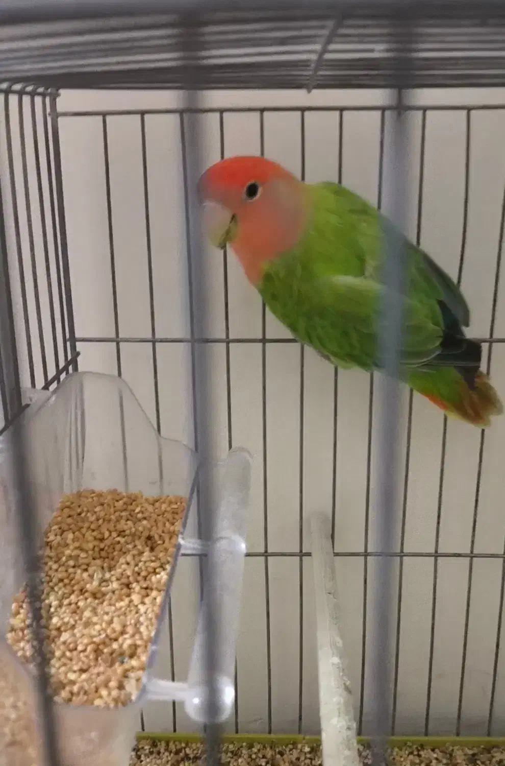 طوطی برزیلی کوتوله|پرنده|شریف‌آباد, |دیوار