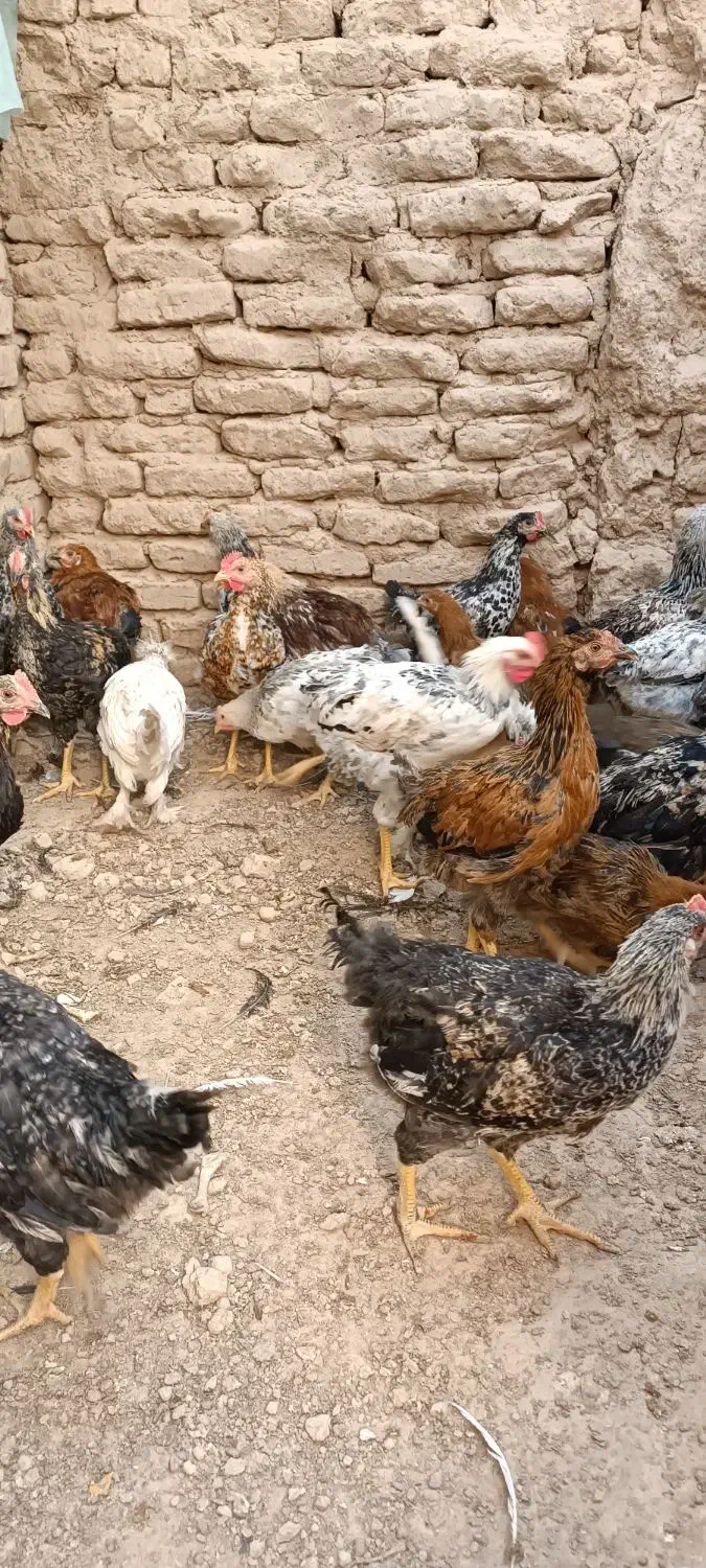 تاقچه سالم و سرحال|حیوانات مزرعه|خلیل آباد, |دیوار