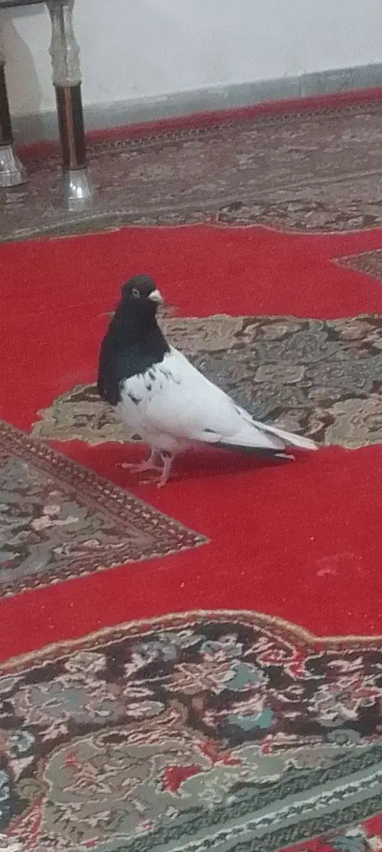 کبوتره کله سیاه نر|پرنده|بجنورد, |دیوار