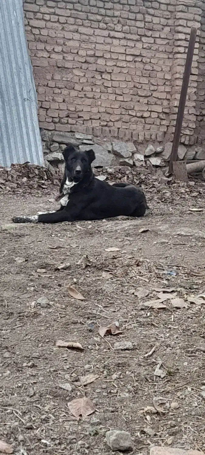 سگ جوان نر|سگ|ازنا, |دیوار