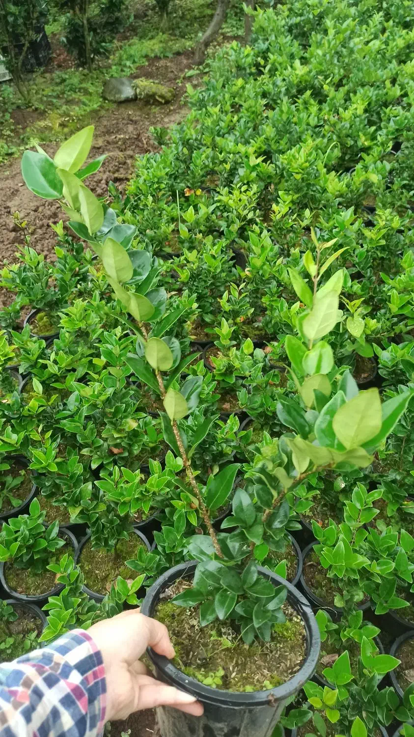 یاس هلندی|گل و گیاه طبیعی|رحیمآباد, |دیوار