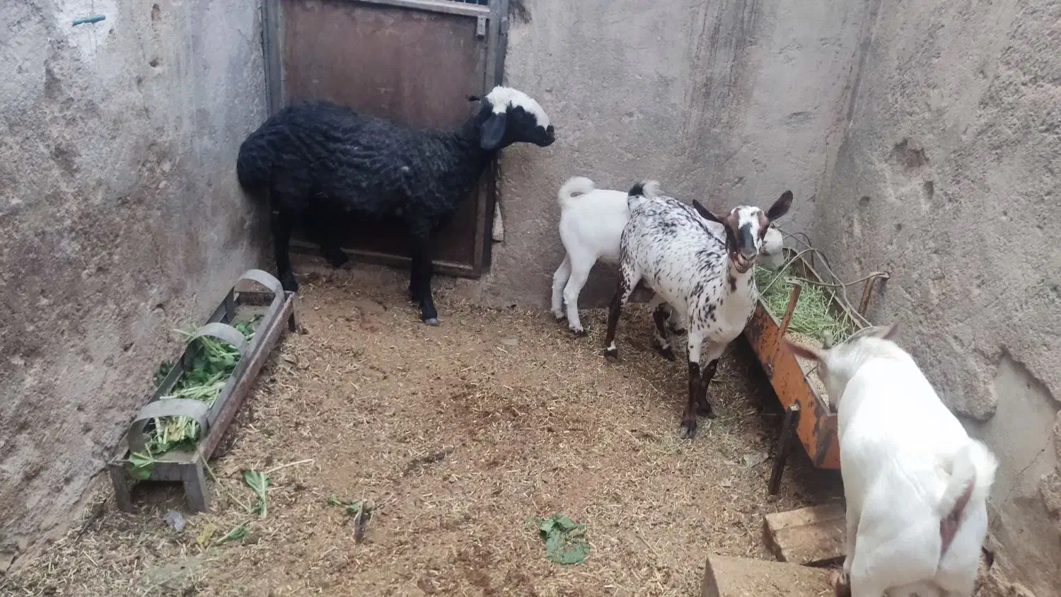 میش جوان مهریز|حیوانات مزرعه|مهریز, |دیوار