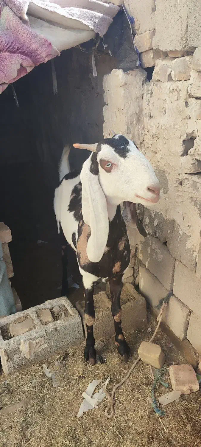 بز دورگ|حیوانات مزرعه|سراوان, |دیوار