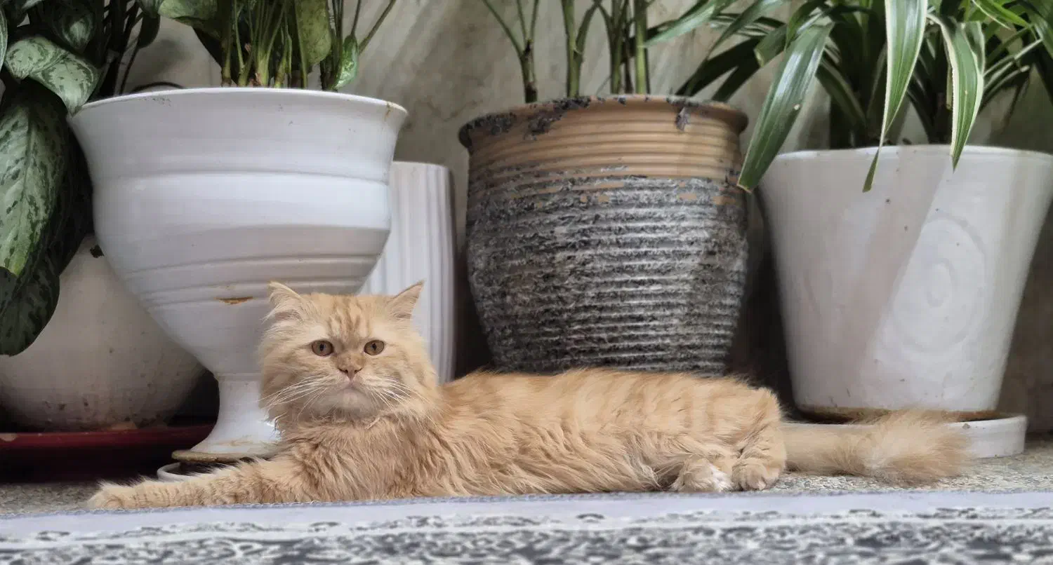 گربه نر نژاد پرشین گلد عروسکی|گربه|اهواز, شهرک توسعه نیشکر|دیوار