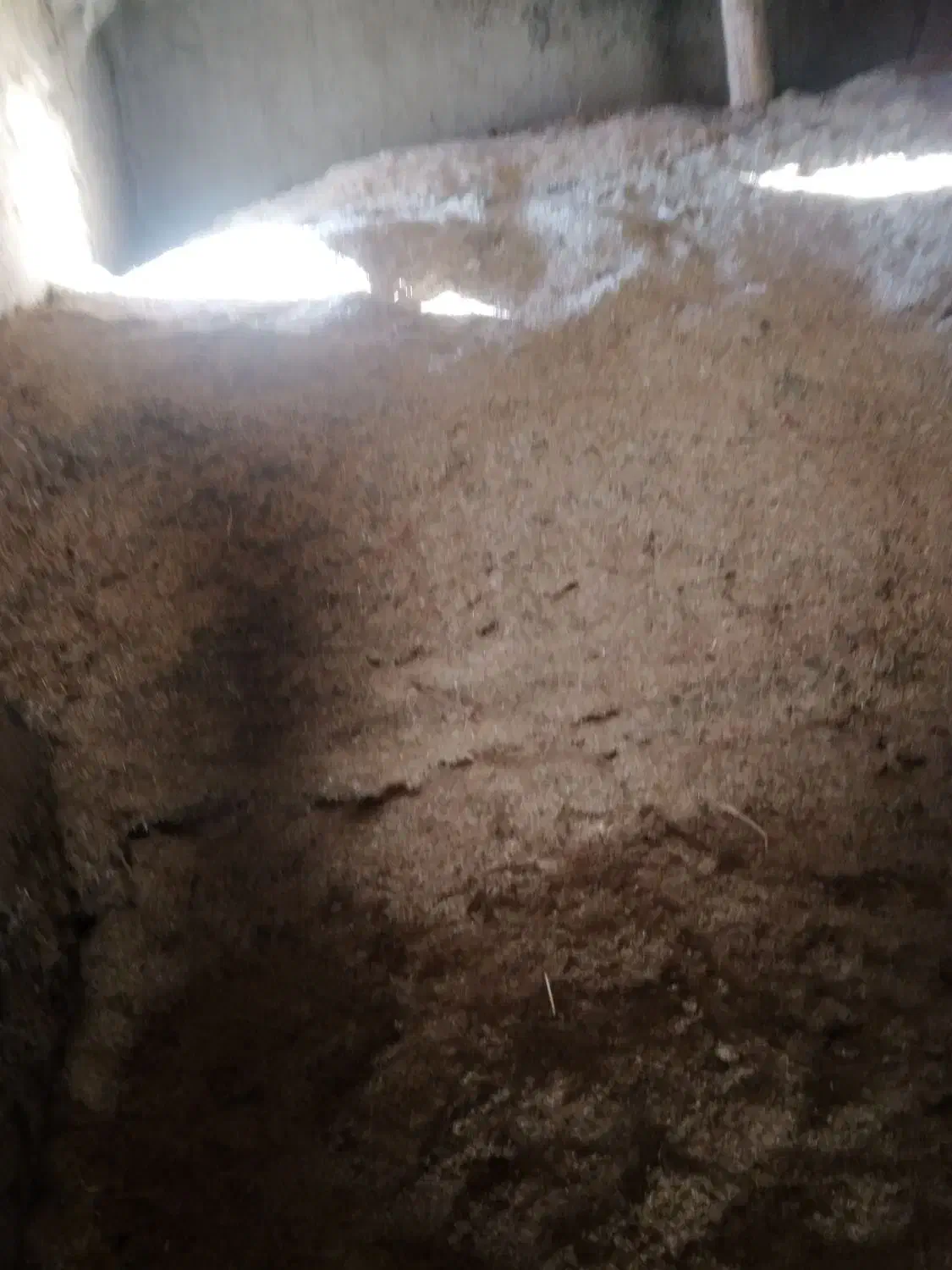 کاه گندم و مخلوط علف و یونجه|لوازم جانبی حیوانات|سلماس, |دیوار