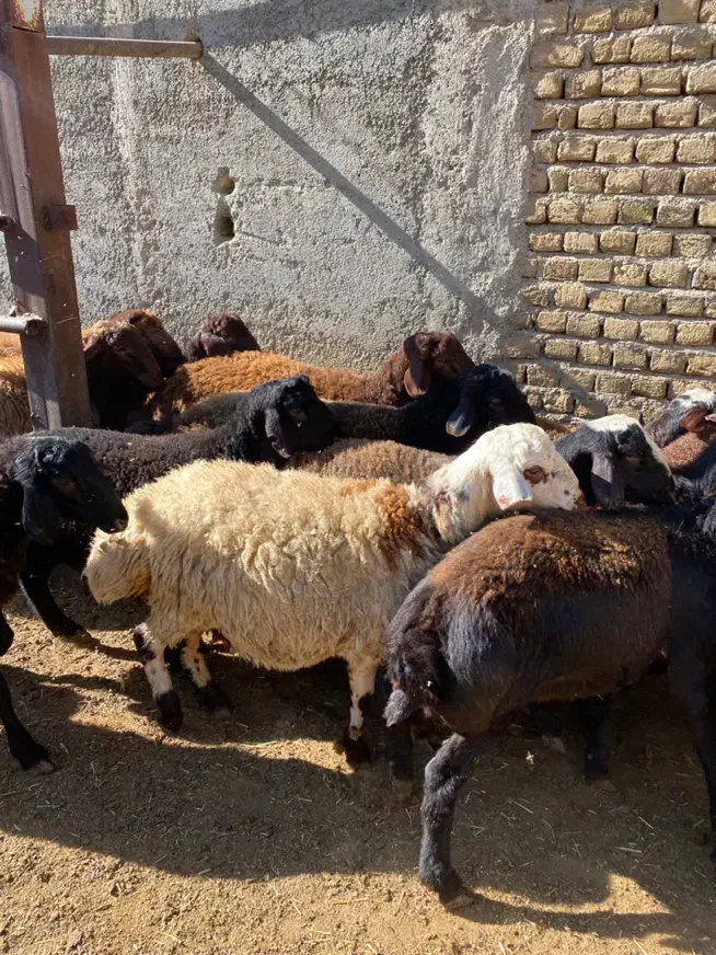 بره نر کشتاری|حیوانات مزرعه|هشتگرد, هشتگرد قدیم|دیوار