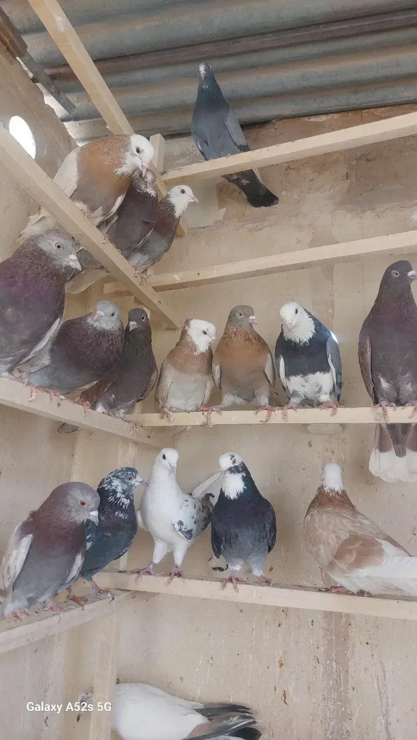 کبوتر پرشی|پرنده|قم, انسجام|دیوار