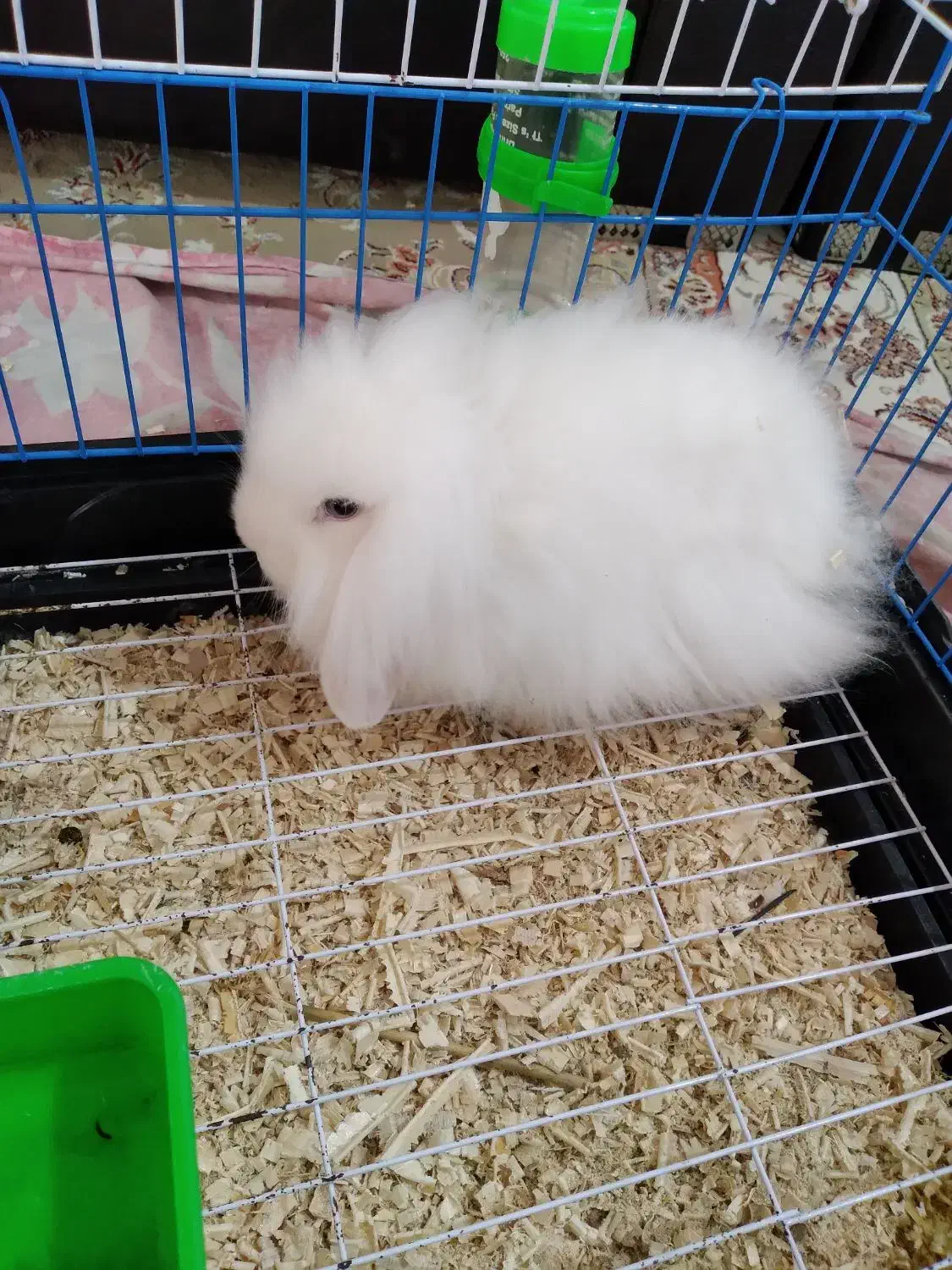 خرگوش لوپ|موش و خرگوش|آمل, |دیوار