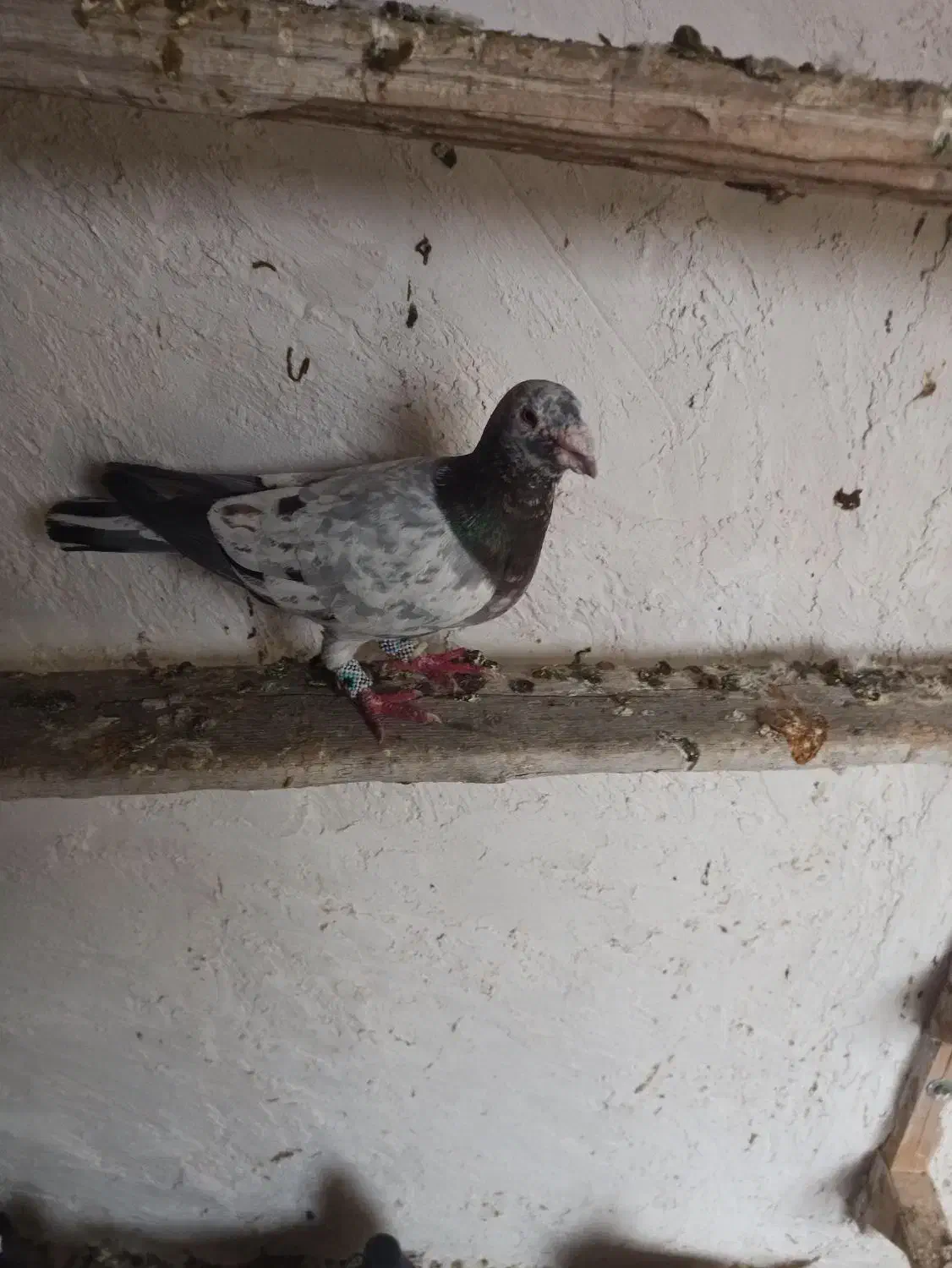 سرور پلاکی ۲۰۰تومن|حیوانات|داراب, |دیوار