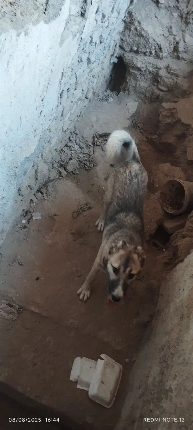 سگ سرابی|سگ|مشهد, همت آباد|دیوار