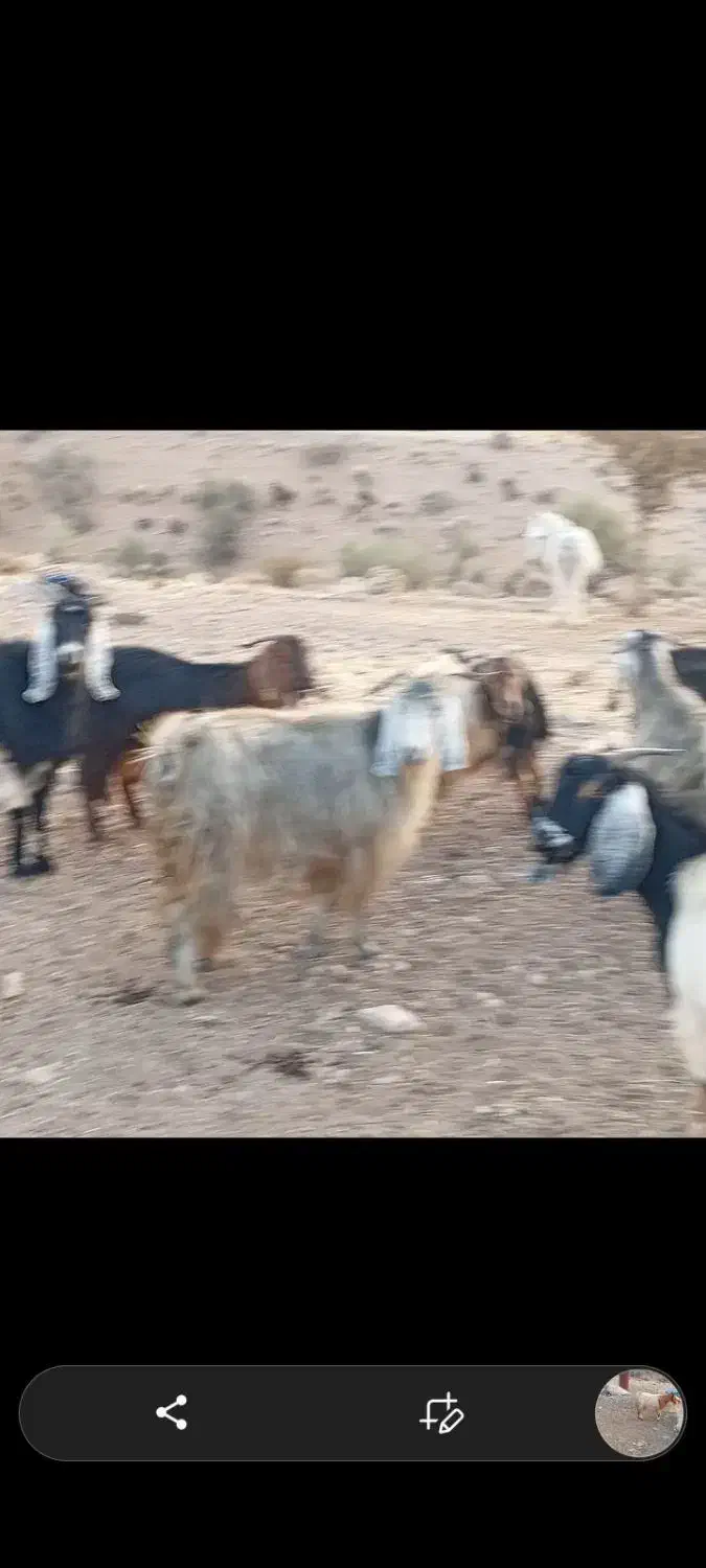 ۱۳عدد دوبر دقولو زا ...توافقی|حیوانات مزرعه|سیدان, |دیوار