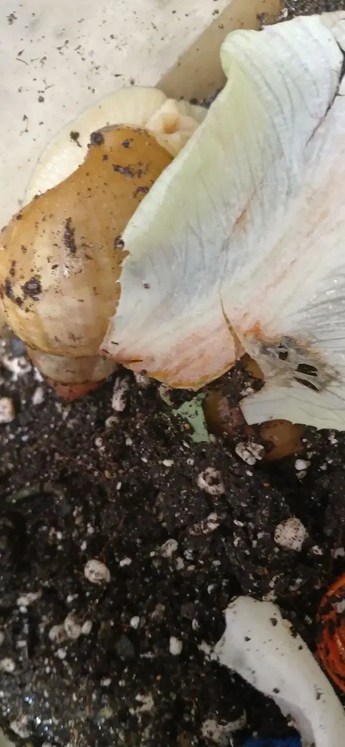 حلزون های مولد و تخم گذار اچانیتا|آرایشی، بهداشتی، درمانی|نجف‌آباد, صالح آباد|دیوار