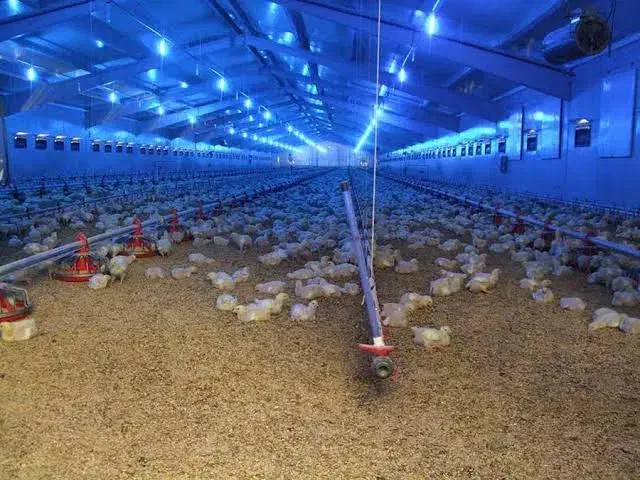 کارگر مرغداری|استخدام صنعتی، فنی، مهندسی|سبزوار, قصبه غربی|دیوار