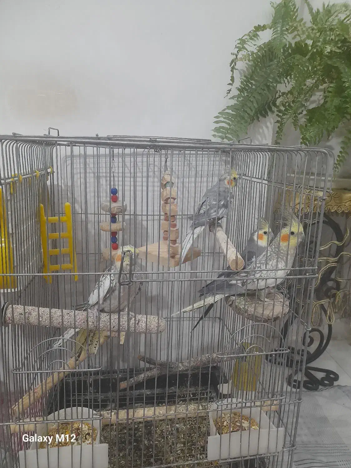 عروس هلندی|پرنده|محمدشهر, کوی بهار|دیوار