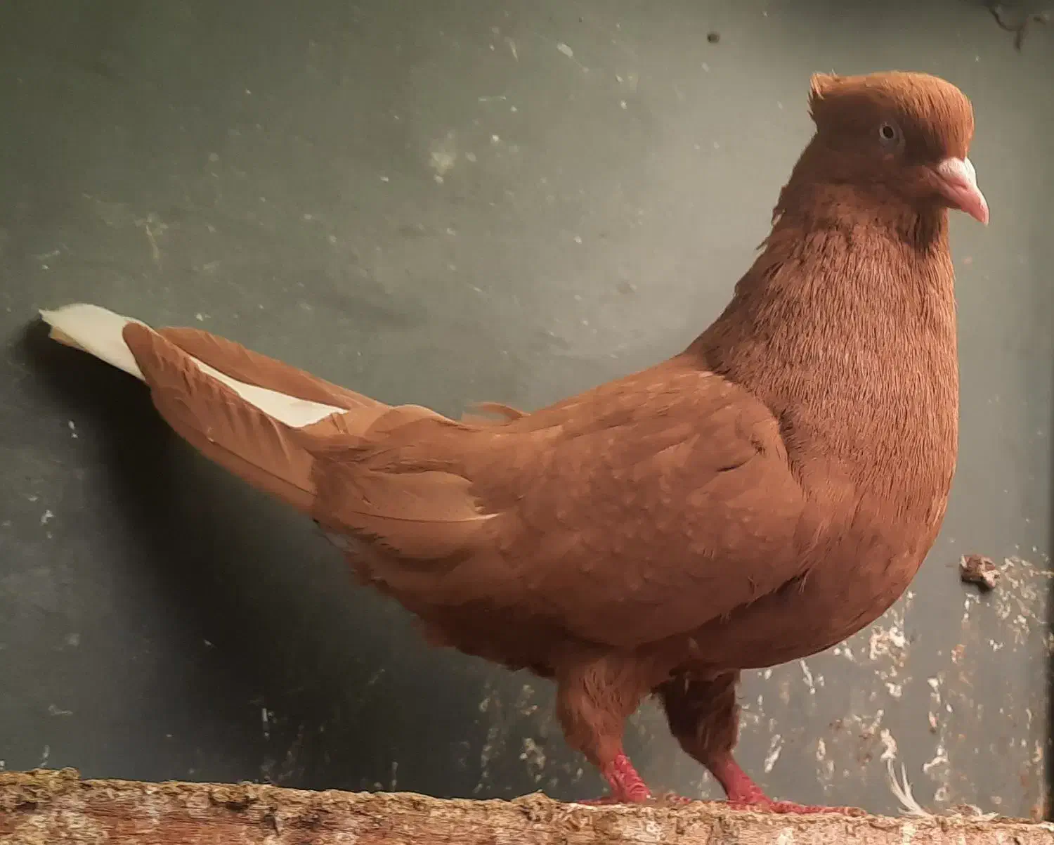 رنگی|پرنده|شوشتر, |دیوار