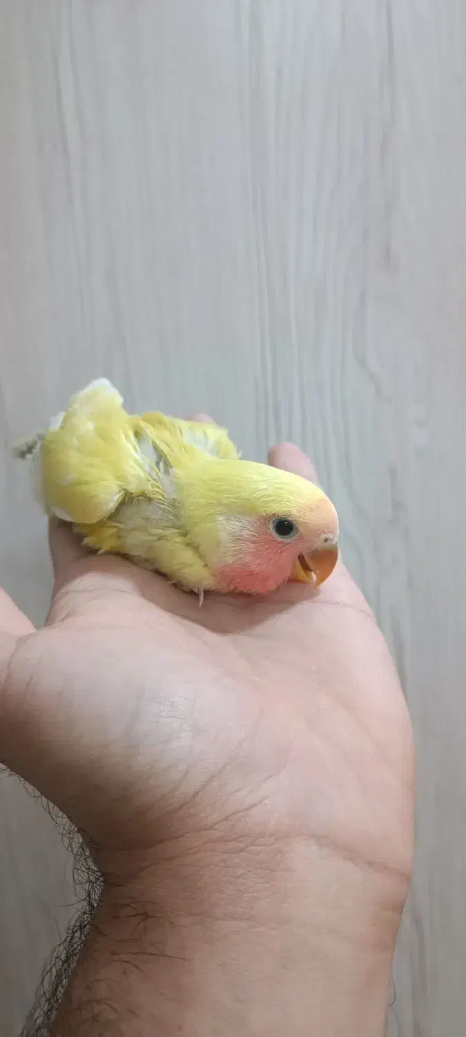 طوطی برزیلی سرلاکی زرد|پرنده|دزفول, |دیوار