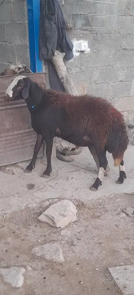 قوچ|حیوانات مزرعه|کوهدشت, |دیوار