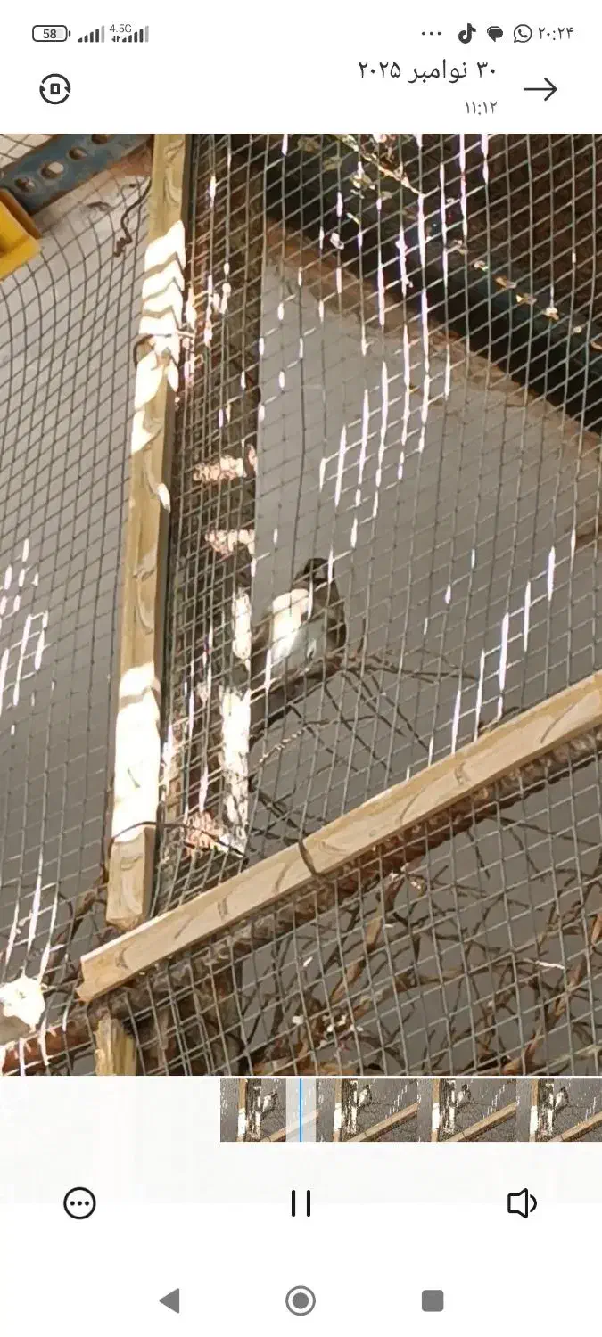 دو عدد سهره|پرنده|ایرانشهر, |دیوار