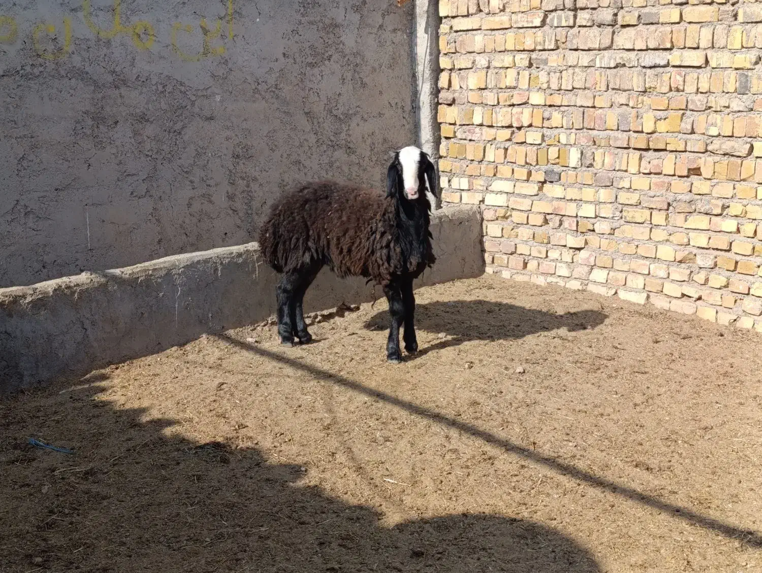 بره قوچ سیاه شال|حیوانات مزرعه|تاکستان, |دیوار